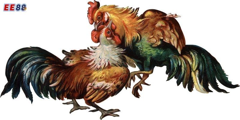 Khám phá dịch vụ trực tiếp đá gà tre tại EE88